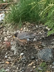 Turdus migratorius
