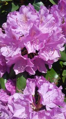 Rhododendron