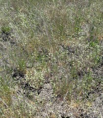 Acanthomintha ilicifolia