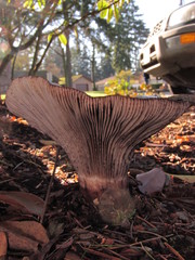 Gomphidius subroseus