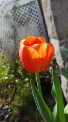 Tulipa gesneriana