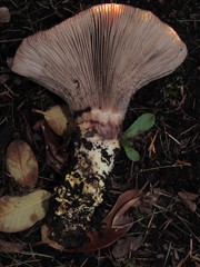 Gomphidius subroseus