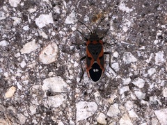 Lygaeus kalmii kalmii