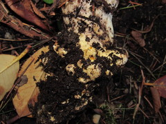 Gomphidius subroseus