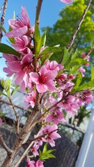 Prunus