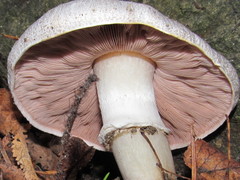 Agaricus moelleri