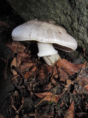 Agaricus moelleri