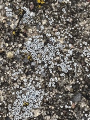 Myriolecis semipallida