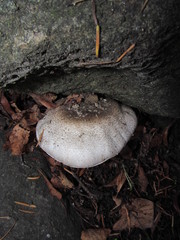 Agaricus moelleri