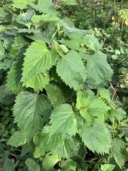 Stachytarpheta urticifolia