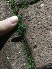 Gastropoda