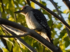 Melanerpes aurifrons