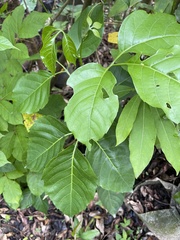 Allophylus timorensis