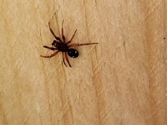 Asagena americana