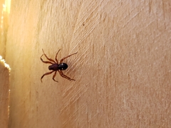 Asagena americana