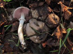Agaricus moelleri