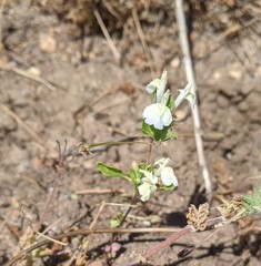 Acanthomintha ilicifolia