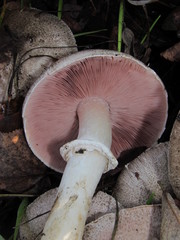 Agaricus moelleri