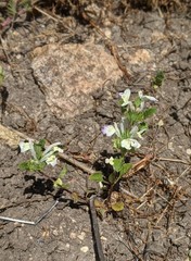 Acanthomintha ilicifolia