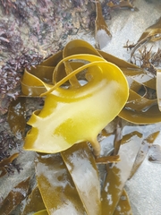 Laminaria ochroleuca