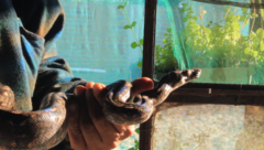 Boa sigma