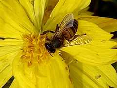 Apis mellifera