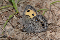 Cercyonis pegala texana