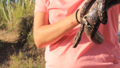 Boa sigma