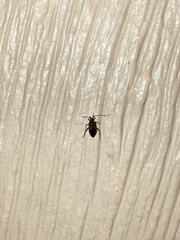 Eustictus