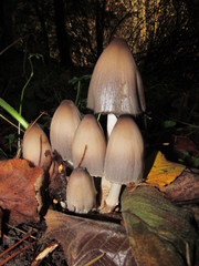 Coprinopsis acuminata