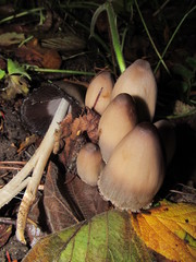 Coprinopsis acuminata