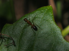Camponotus carin