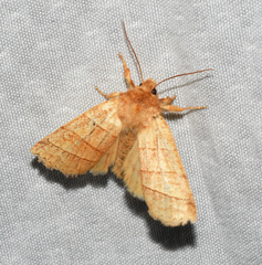 Pyreferra citrombra