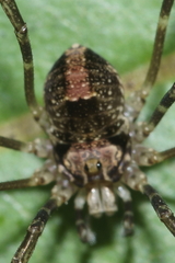 Forsteropsalis inconstans