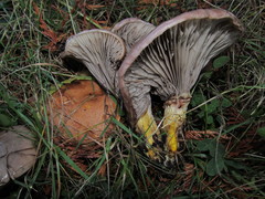 Gomphidius subroseus