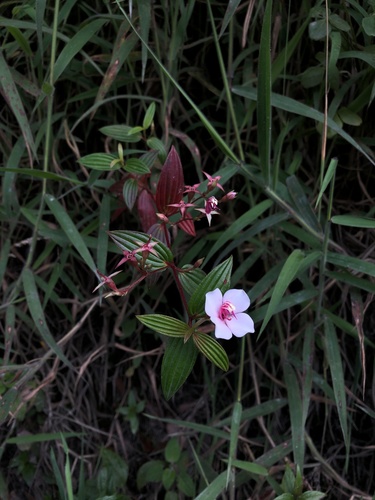 Monochaetum lineatum image