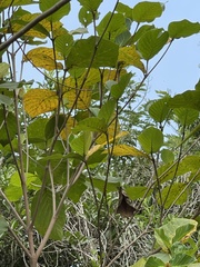 Neonauclea reticulata