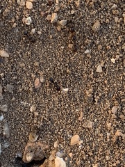 Pogonomyrmex rugosus
