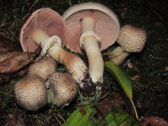 Agaricus moelleri