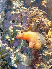 Cnemidocarpa bicornuta