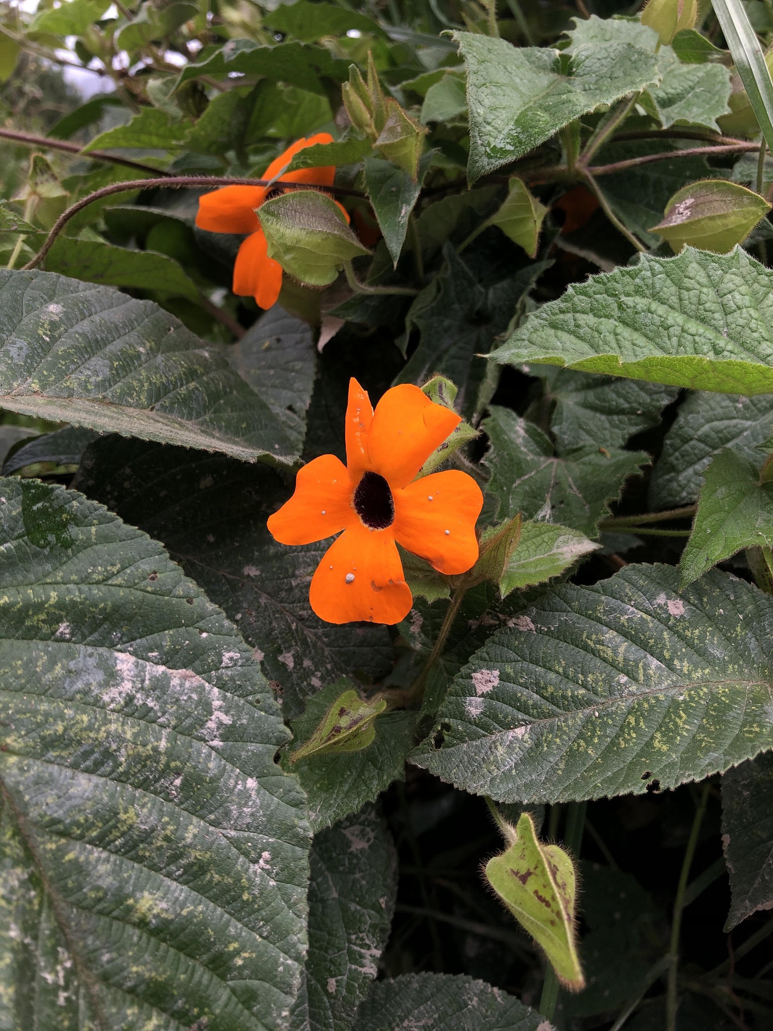 Thunbergia alata image