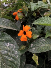 Thunbergia alata image