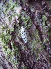 Izatha peroneanella