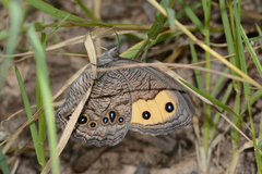 Cercyonis pegala texana