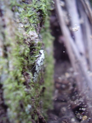 Izatha peroneanella