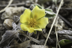 Potentilla concinna concinna