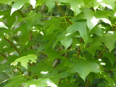 Liquidambar styraciflua image