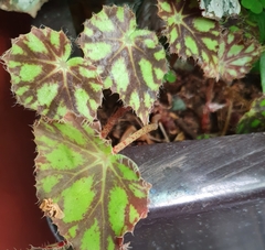 Begonia bowerae