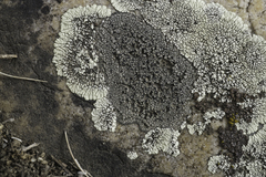 Orphniospora moriopsis