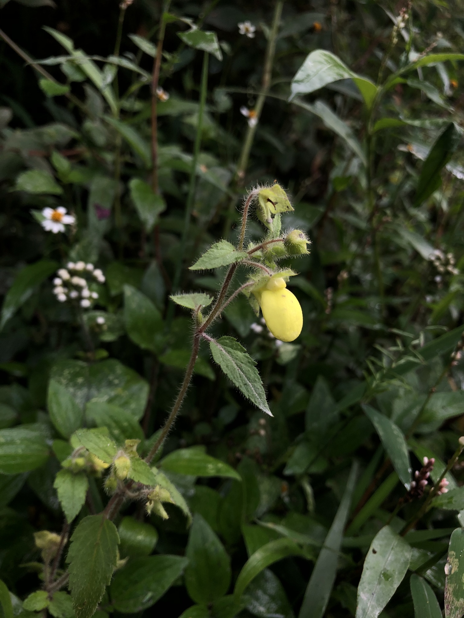 Calceolaria image